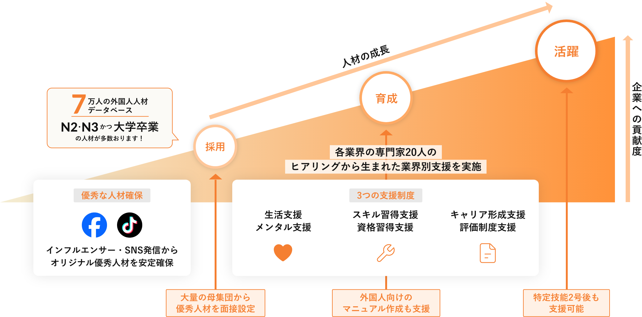 採用・育成・活躍までの工程イラスト